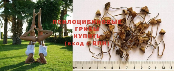 амф Дмитриев